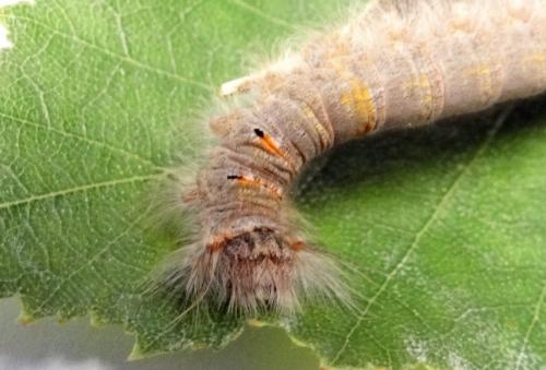 Réf. 259 491 : Phyllodesma tremulifolia